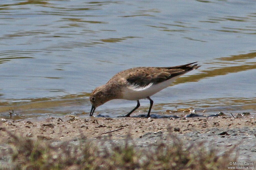 Temminck's Stintadult breeding