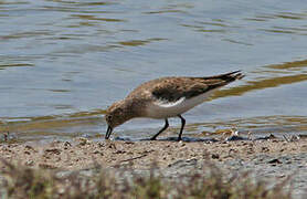 Temminck's Stint