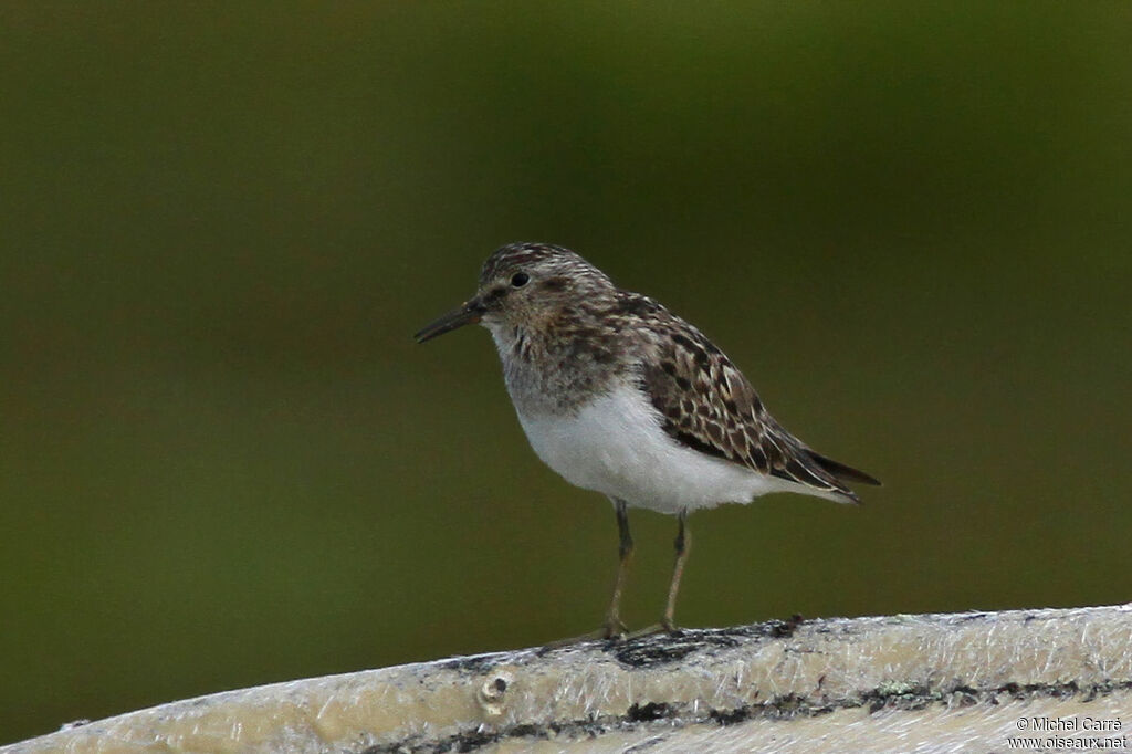 Bécasseau de Temminckadulte nuptial, identification