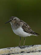 Temminck's Stint