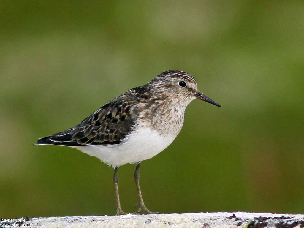 Temminck's Stintadult breeding, close-up portrait