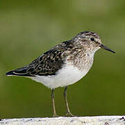 Temminck's Stint