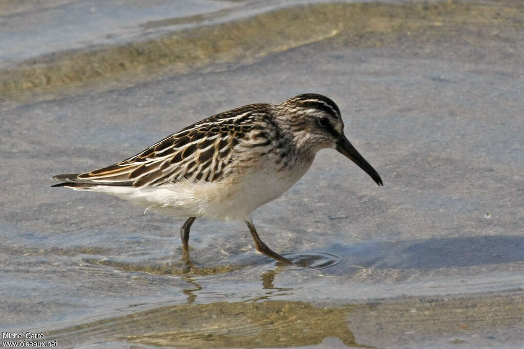 Bécasseau falcinellejuvénile, identification