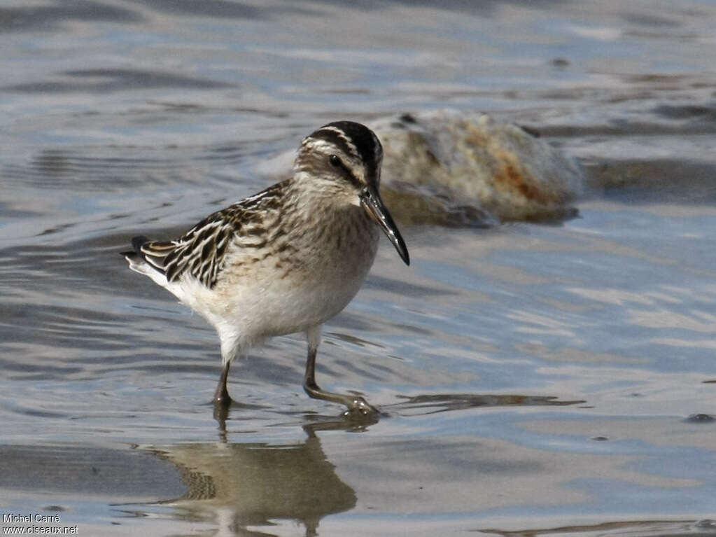 Broad-billed Sandpiperadult breeding, close-up portrait, walking