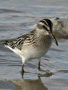 Broad-billed Sandpiper