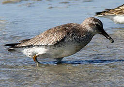 Red Knot