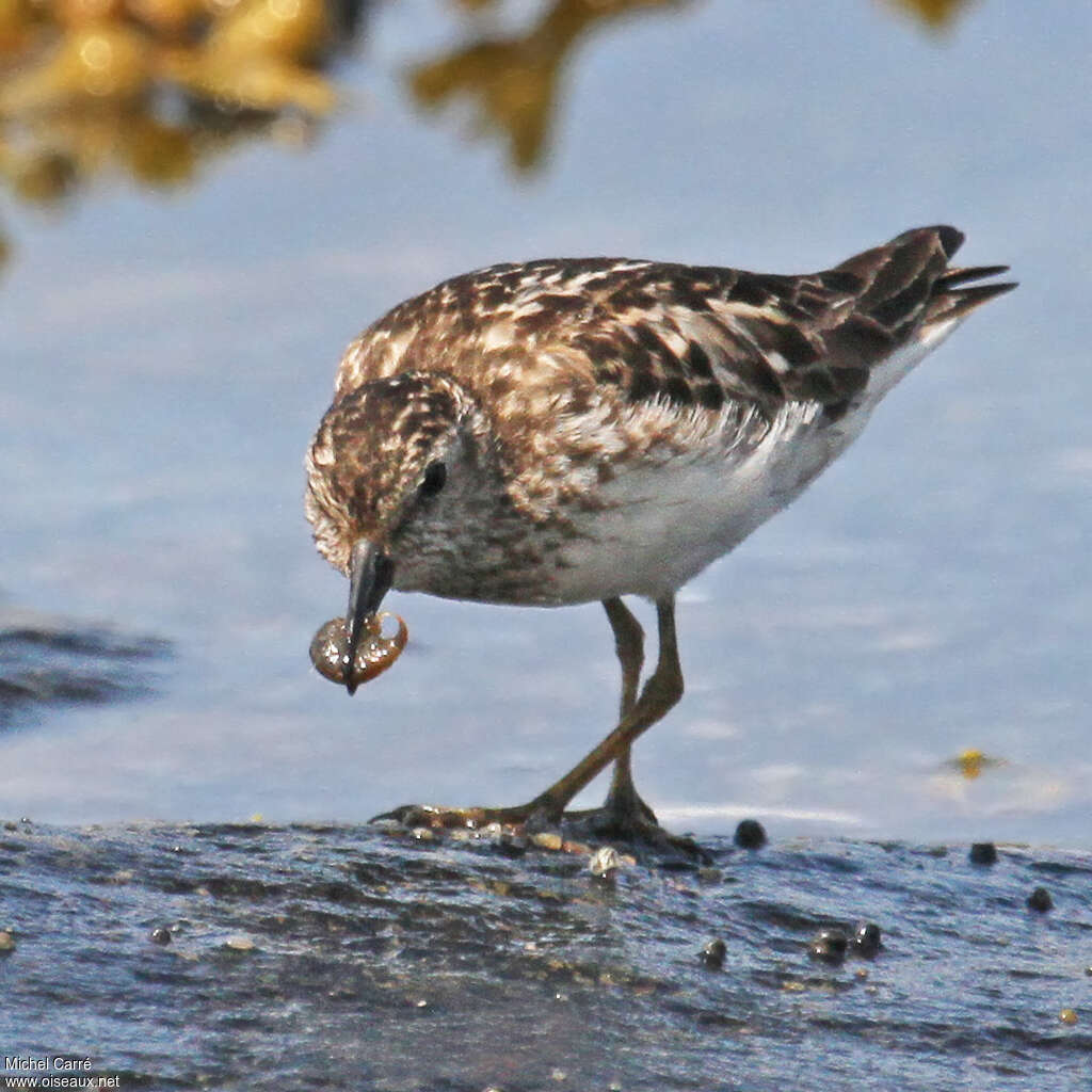 Bécasseau minusculeadulte, régime