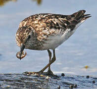 Least Sandpiper