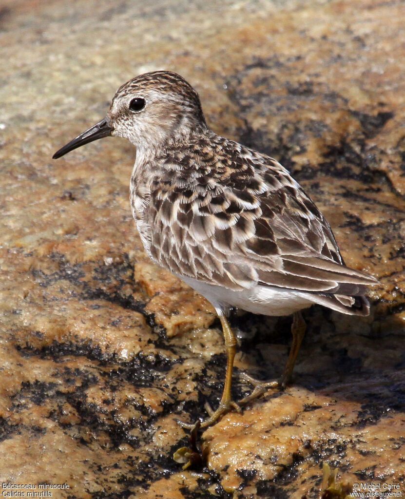 Bécasseau minusculeadulte, identification