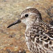 Least Sandpiper