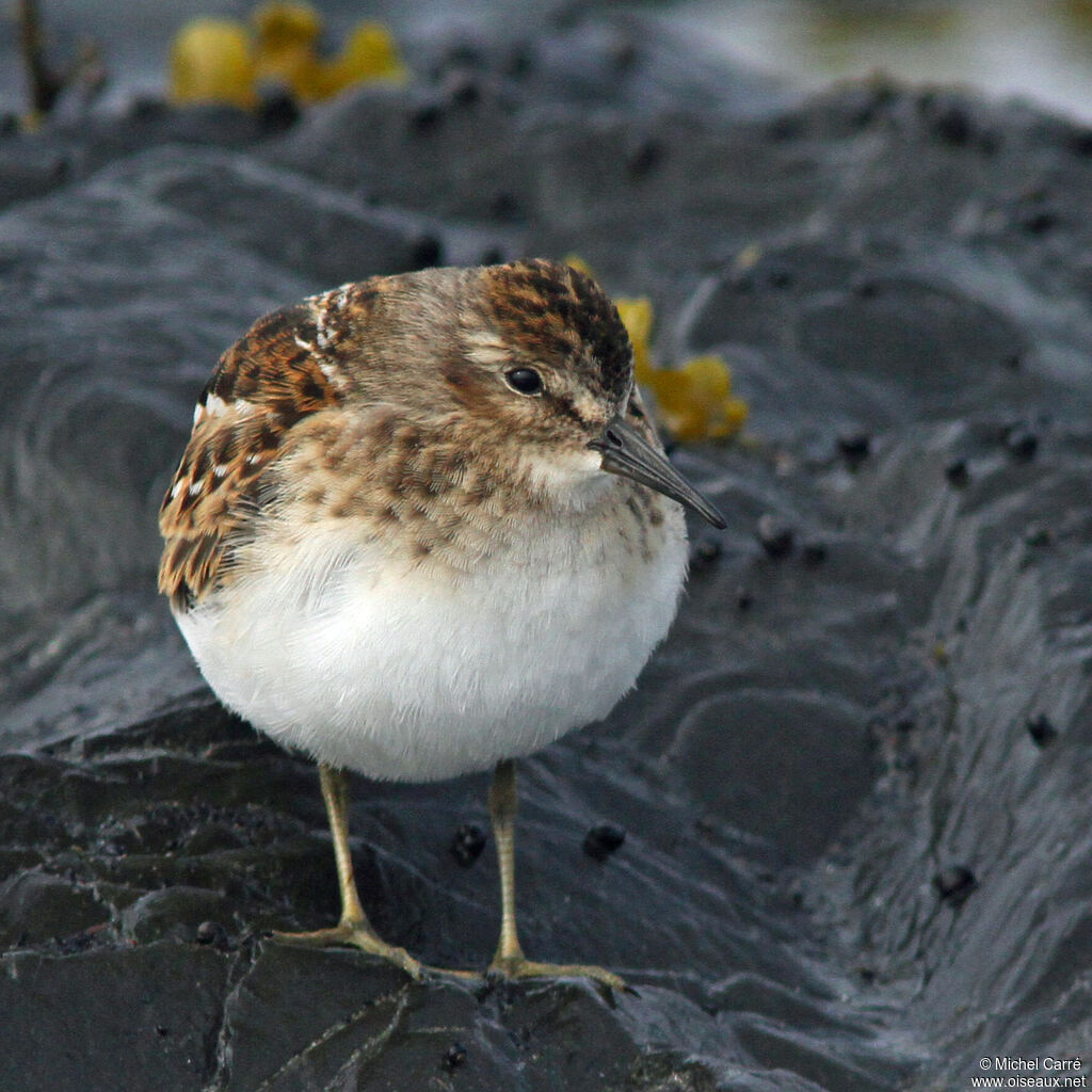 Least Sandpiper