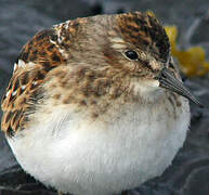 Least Sandpiper