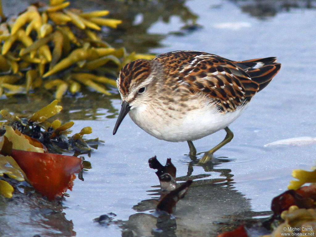 Least Sandpiper