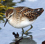 Least Sandpiper