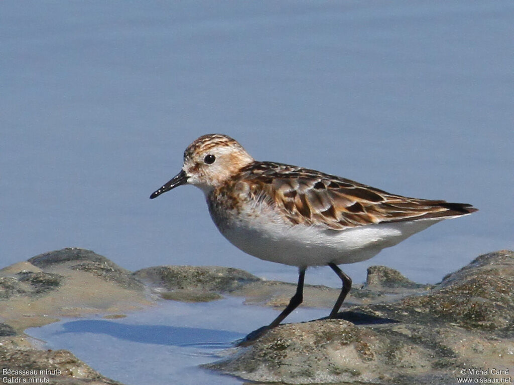 Little Stint