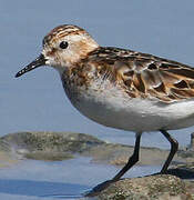 Little Stint