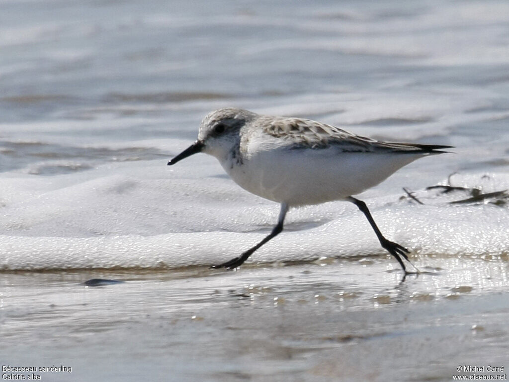 Bécasseau sanderling