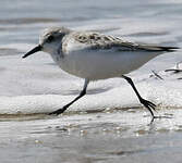 Bécasseau sanderling