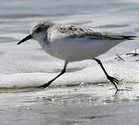 Bécasseau sanderling