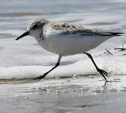 Bécasseau sanderling