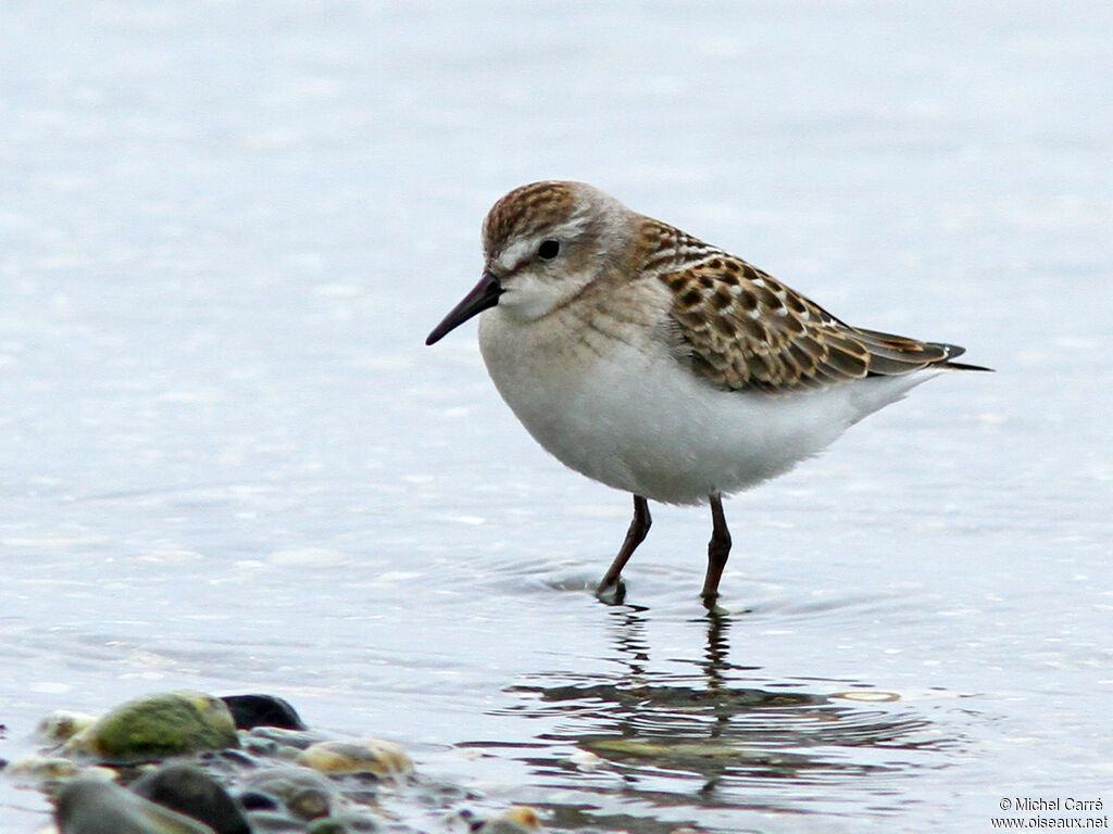 Semipalmated Sandpiper