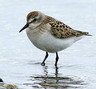 Semipalmated Sandpiper