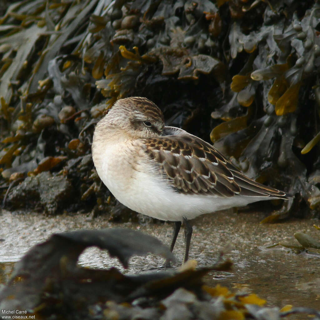 Semipalmated Sandpiperadult, pigmentation, Behaviour