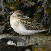 Semipalmated Sandpiper