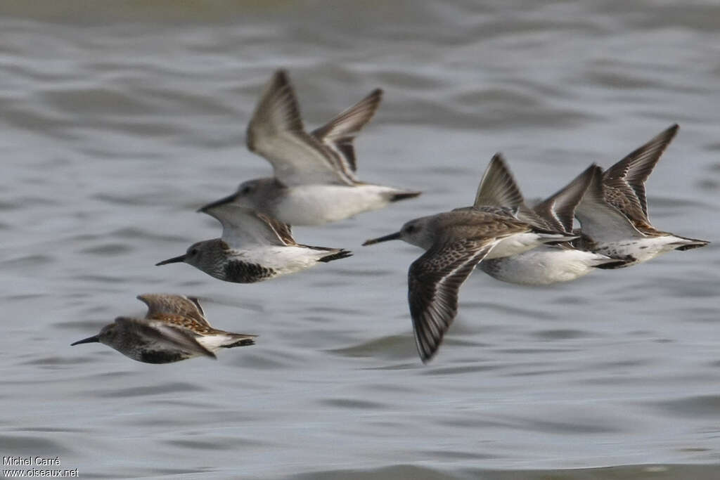 Dunlin, Flight