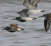 Dunlin