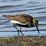 Bécasseau variable