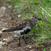 Bécasseau variable