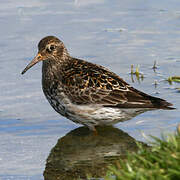 Purple Sandpiper