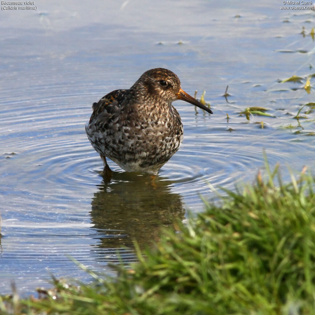 Purple Sandpiperadult breeding