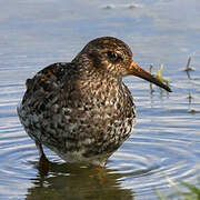 Purple Sandpiper