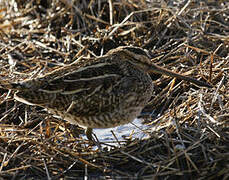 Common Snipe