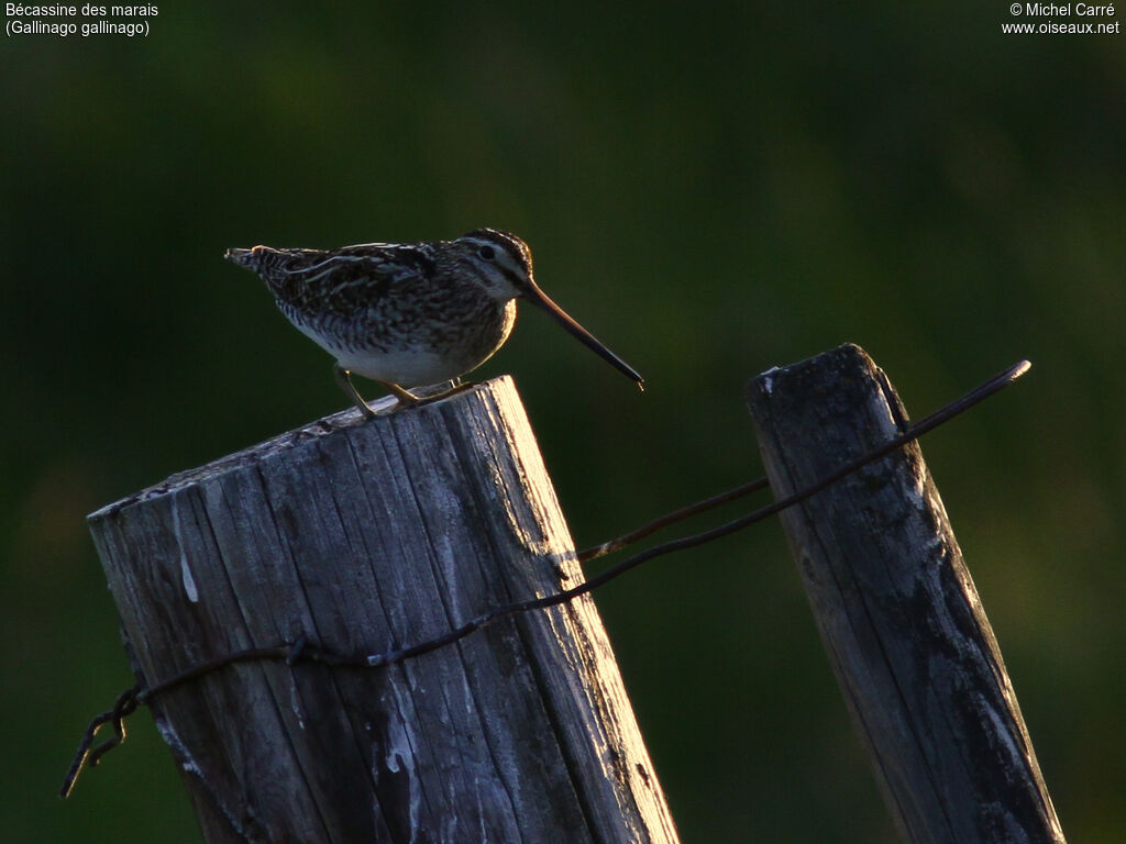 Common Snipeadult