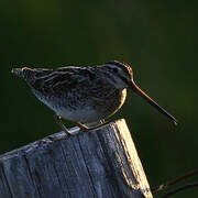 Common Snipe