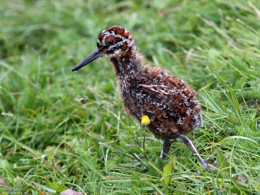 Common SnipePoussin, identification