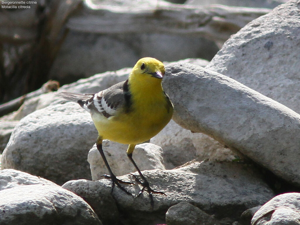 Citrine Wagtail male adult breeding