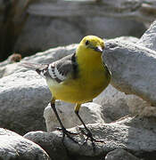 Citrine Wagtail