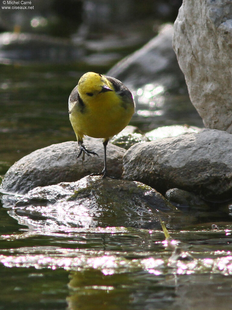 Citrine Wagtail male adult breeding