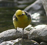 Citrine Wagtail