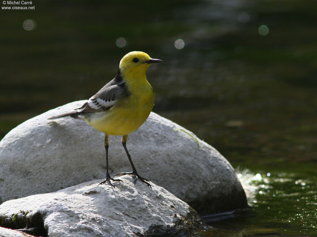 Citrine Wagtail male adult breeding