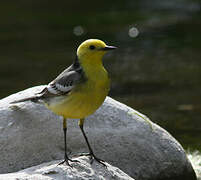 Citrine Wagtail