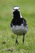 White Wagtail (yarrellii)