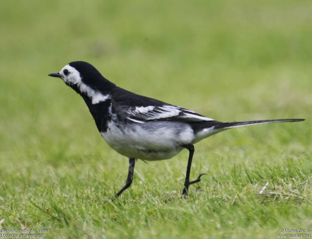 White Wagtail (yarrellii)adult