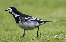 White Wagtail (yarrellii)