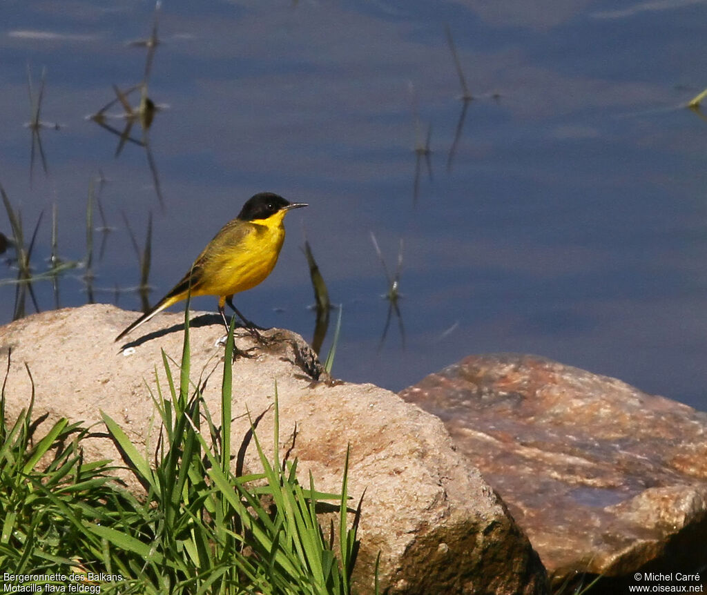 Western Yellow Wagtail (feldegg) male adult breeding