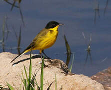 Western Yellow Wagtail (feldegg)